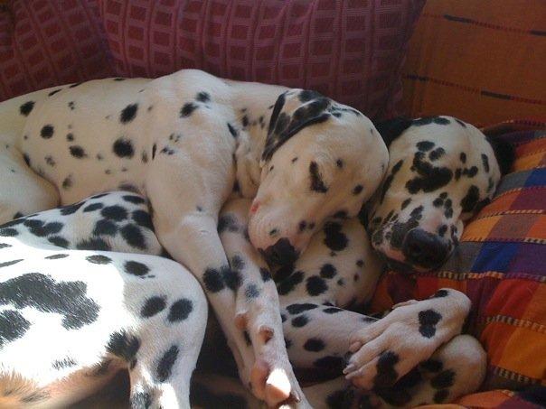 Edgar and Bella Sleeping